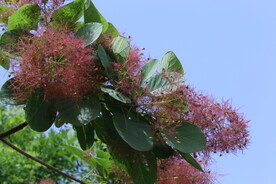 黄栌花 