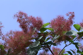黄栌花 