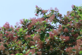 黄栌花