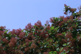 黄栌花 