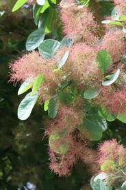 黄栌花 