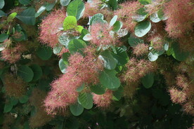 黄栌花