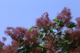 黄栌花