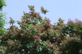 黄栌花 