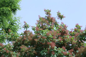 黄栌花 