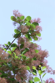 黄栌花