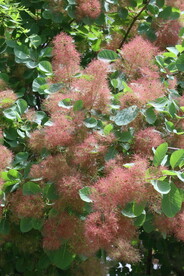 黄栌花 