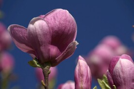 木兰花 