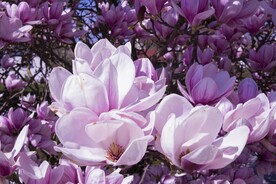 木兰花 