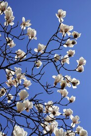 木兰花 