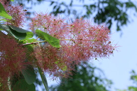 黄栌花