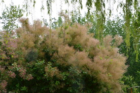黄栌花 