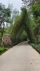 绿阴竹道