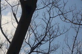 乱枝与天空