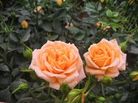 玫瑰花