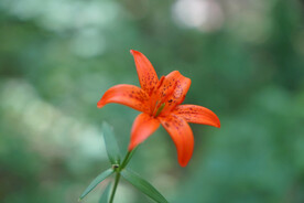 红色的野百合花朵