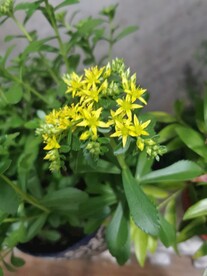 费菜