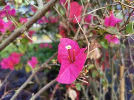叶子花