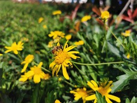 野菊花