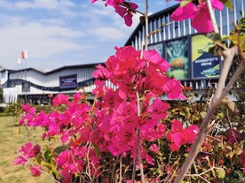 杜鹃花