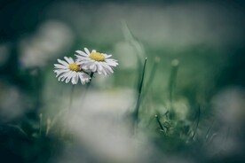 白色的雏菊