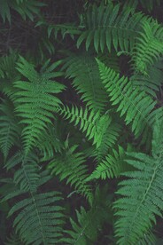植物