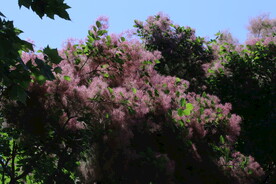 黄栌花