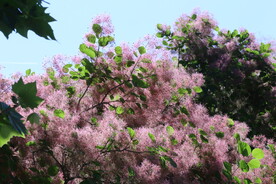 黄栌花 