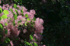 黄栌花