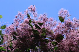 黄栌花  