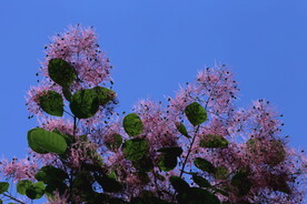 黄栌花  
