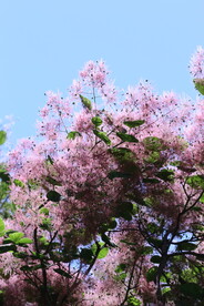 黄栌花  