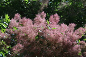 黄栌花  