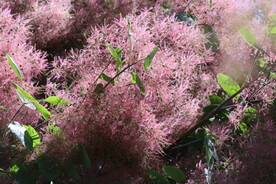 黄栌花 