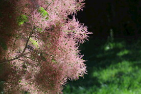 黄栌花 