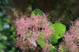 黄栌花  