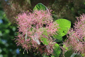 黄栌花  