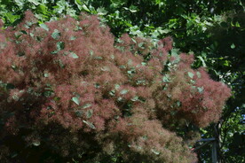 黄栌花