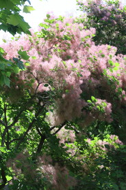 黄栌花