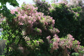 黄栌花  