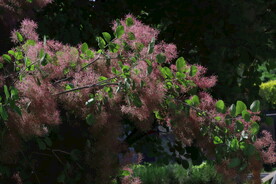 黄栌花