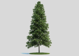 c4d模型道路景观树绿色植物