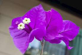 叶子花