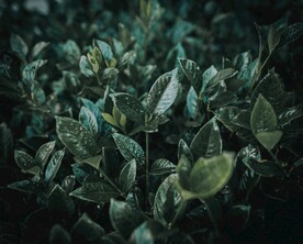 绿色植物树叶背景