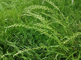 黑麦草