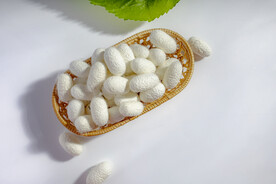 小满节气祭蚕祈蚕节白色蚕