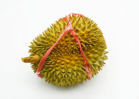 榴莲白底素材