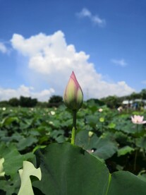 小荷才露尖尖角