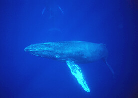 鲸鱼