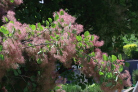 黄栌花 